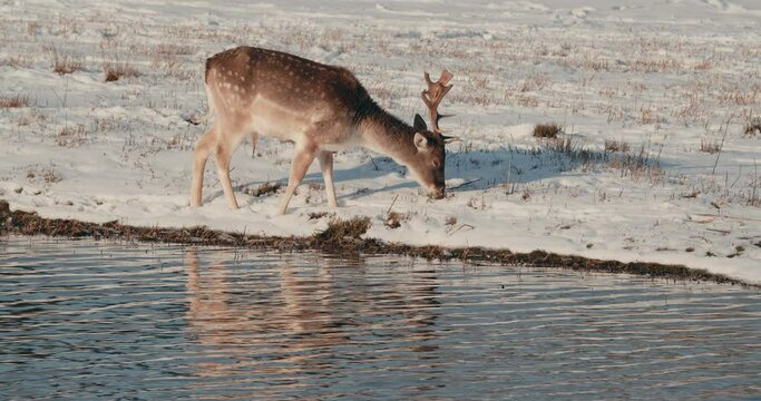 Fallow Deer Eats Grass Next To The River On A Winter Sunny Day In The Netherlands. wide shot