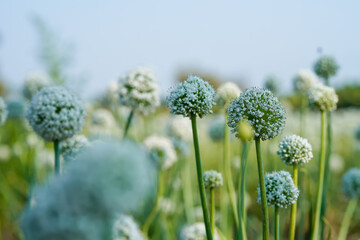 Onion agriculture field in india