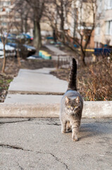 beautiful smoky fluffy cat walk  in the yard