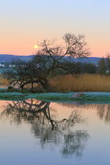 Tree at sunrise reflected on the water of river Axe in East Devon AONB (Area of Outstanding Natural Beauty)