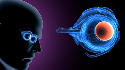3d illustration of human body eye intersection anatomy

