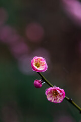Plum blossoms in spring in Yellow Crane Tower Park, Wuhan, Hubei