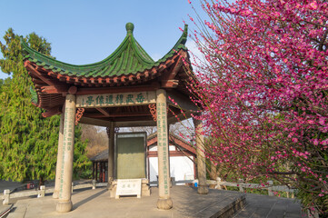 Plum blossoms in spring in Yellow Crane Tower Park, Wuhan, Hubei