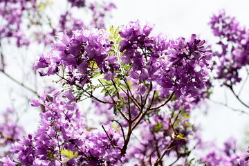 Jacaranda tree in a full bloom with beautiful purple flowers.