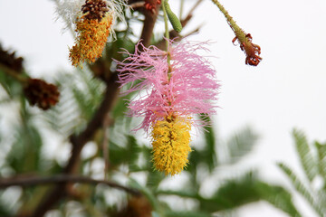 Kruger National Park: flower on a tree