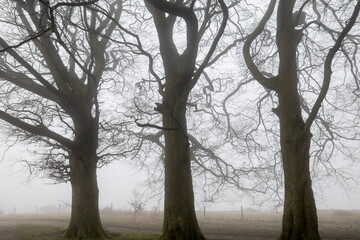 Three beech trees with bare winter branches in morning fog, Near Newbury, Berkshire, England, United Kingdom, Europe