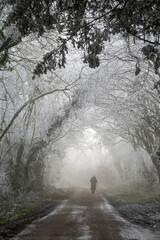 Country lane leading through trees covered in rime ice on winter morning, Highclere, Hampshire,...