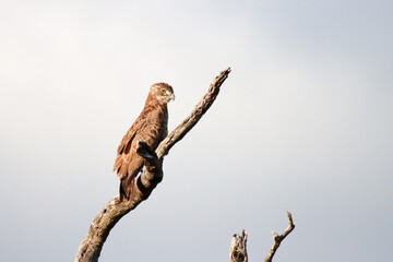 Kruger National Park: Brown snake-eagle