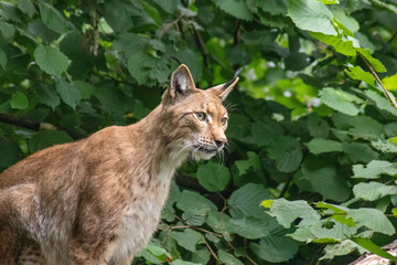 Eurasischer Luchs
