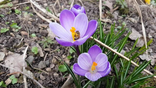 Bee collecting nectar on a purple saffron crocus, also called crocus vernus or Krokus