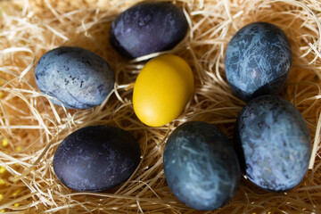 Fototapeta na wymiar Blue Easter eggs and one yellow egg in straw. Top view, close up. Happy easter 2021.