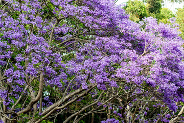 Obraz premium Jacaranda tree in a full bloom with beautiful purple flowers.