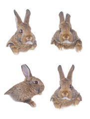 collage of brown rabbits isolated on white background for design