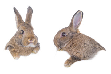 two brown rabbit isolated on white background