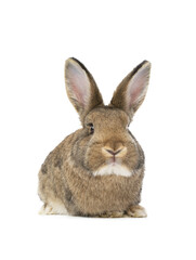 brown rabbit isolated on white background