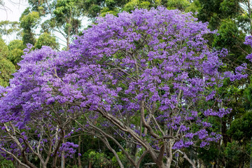 Jacaranda tree in a full bloom with beautiful purple flowers.