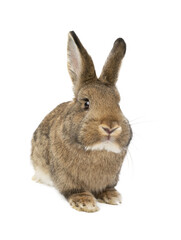 brown rabbit isolated on white background