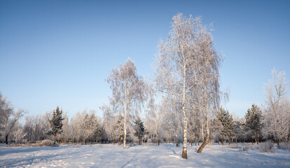 winter landscape park trees rime against the sky