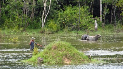Obraz na płótnie Canvas Bauer mit Wasserbüffeln in Angkor