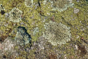 An old stone wall with mold and moss as a green background.