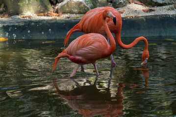 flamingo in zoo
