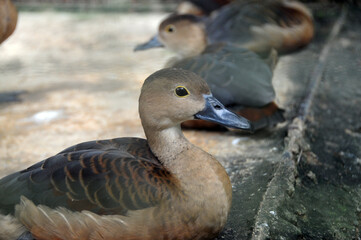 Grouse is a wild bird that is often found in swamps