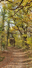 Fototapeta na wymiar Remagen Germany November 2020 a winding path in the forest with trees on both sides of the path in beautiful autumn weather