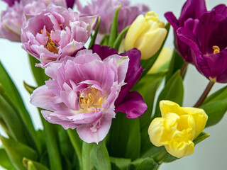 Bouquet of lilac tulips. Close-up. Macro photo. Holiday conception.