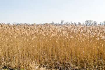 Landscape, in front of the forest sown with reeds, Petrovaradin, Novi Sad, Serbia. 