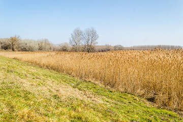 Landscape, in front of the forest sown with reeds, Petrovaradin, Novi Sad, Serbia. 