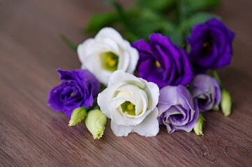 A bouquet of white and violet eustoma lies on a wooden surface or a brown table. Selective soft focus.