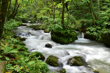 奥入瀬渓流