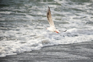 Seagull walks on the sea shore at evening time.