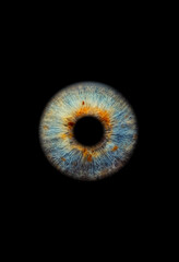 Close up of a blue and brown eye iris on black background, macro, photography