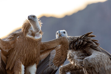 A close up of a large lappet-faced vulture or Nubian vulture (Torgos tracheliotos) and a Griffon Vulture (Gyps fulvus) perched.