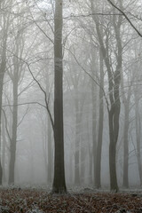 Winter woodland with trees covered in rime ice in fog, Highclere, Hampshire, England, United Kingdom, Europe