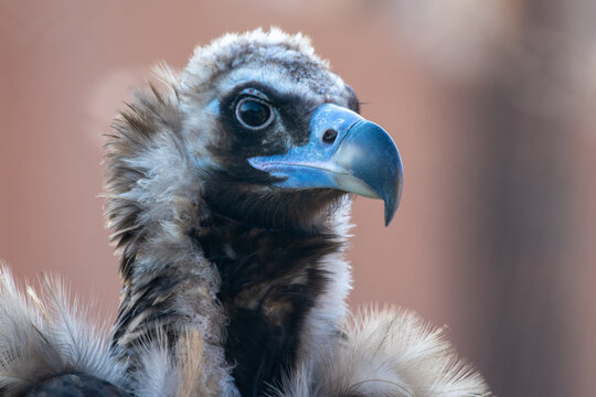A cinereous vulture (Aegypius monachus) head shot very close up showing feathers and beak. Also called black vulture, monk vulture, or Eurasian black vulture.