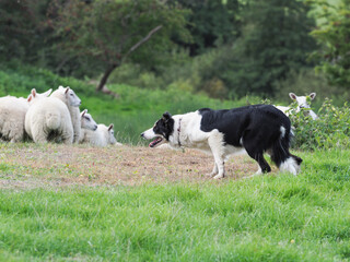 Working Sheep Dog
