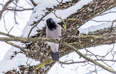 Black Headed Crow in a Snow Covered Tree