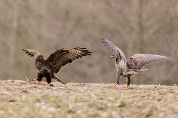 Myszolow zwyczajny Buteo buteo
