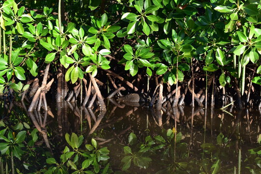 Mangrove forest with beautiful reflection in water. Fragile ecosystem to preserve.