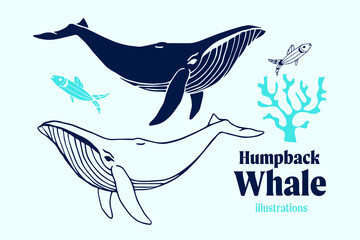 Humpback whale vector illustrations