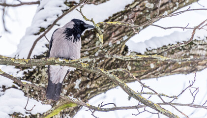 Black Headed Crow in a Snow Covered Tree