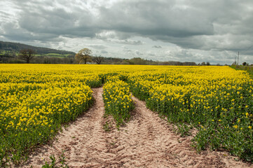 Fototapeta na wymiar Summertime Canola crops in the countryside