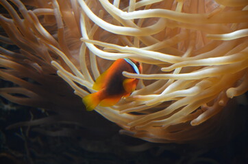 Clownfisch, Anemone