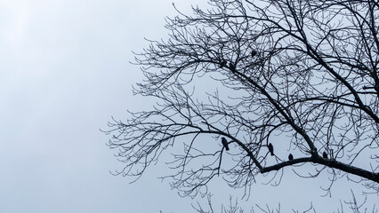 Crows sitting on bare winter tree on a gray sky background. Space for text.