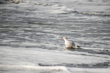 Seagull walks on the sea shore at evening time.