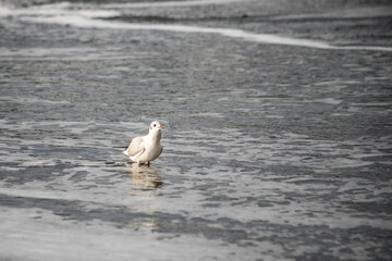 Seagull walks on the sea shore at evening time.