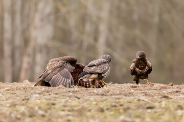 Myszolow zwyczajny Buteo buteo
