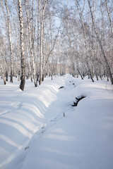 Fototapeta na wymiar winter landscape birch forest blue sky sunny day
